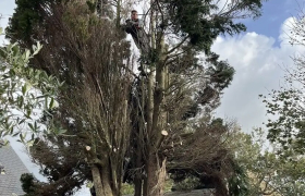 Abattage d'arbres