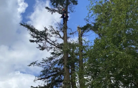 Abattage d'arbre