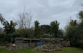 Démontage d'arbres