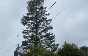 Abattage d'arbre