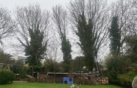 Démontage d'arbres
