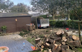 Abattage d'arbres